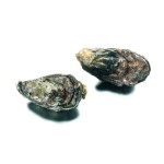 ostrygi holenderskie 150-240 g/szt