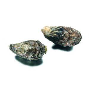 ostrygi holenderskie 150-240 g/szt