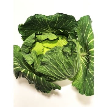 kapusta biała wczesna macedonia 1szt b9efc6aafbed884220d6c581fd6587c8