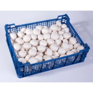 Pieczarka polska 3 kg