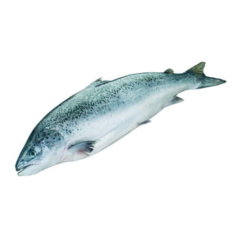 Ryba łosoś patroszony 3-4 kg Selgros_LOSOS_PATROSZONY_3-4KG_51269918_0_350_350.jpg