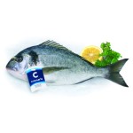 Dorada patroszona 250-330 g