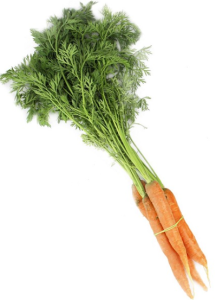 Marchew młoda pęczek ok. 500 g