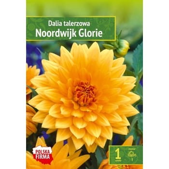 Kapers Dahlia - Dalia Noordwijk Glorie 1 szt. Benex 2fd247306cd6adacda8a31cc53624d78