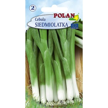 Cebula siedmiolatka Bajkał Polan 46ce86d42f4f44814ba5eed30a666591