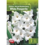 Kapers Gladiolus Mieczyk White Prosperity 12/14 5szt.