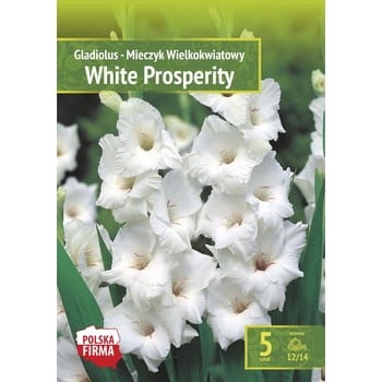 Kapers Gladiolus Mieczyk White Prosperity 12/14 5szt. 1c9c61975325fcee9033bf5d58f2fd2d