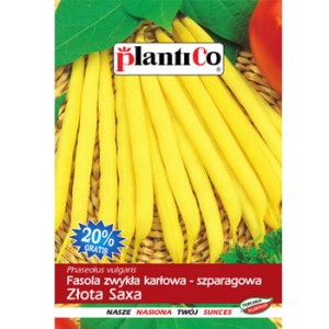 PlantiCo Fasola zwykła karłowa Złota Saxa