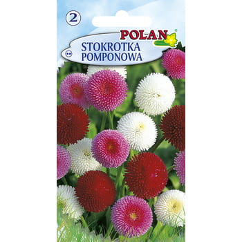 Stokrotka Pomponette Polan f672cdf2afb02874682d37ccbd2d6f8d