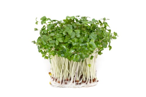 Kiełki brokuła ok. 200 g BIO 115808.jpg