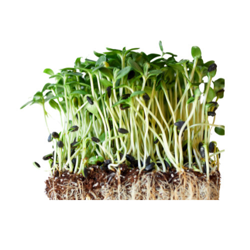 Kiełki mix ok. 200 g BIO 107d9298ce1efebcf6366da704858db2.png