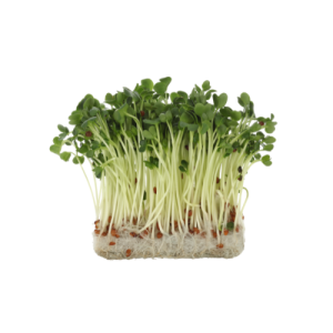 Kiełki rzodkiewki ok. 250 g BIO