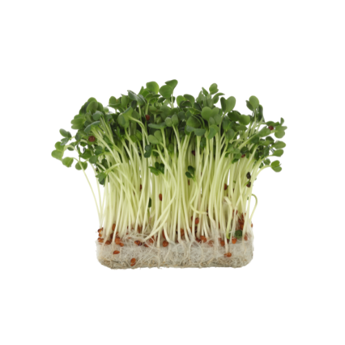 Kiełki rzodkiewki ok. 250 g BIO 49ffb395aafae0e6ba0f9ebe368dff37.png