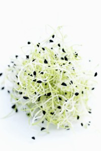 Kiełki Pora ok. 160 g